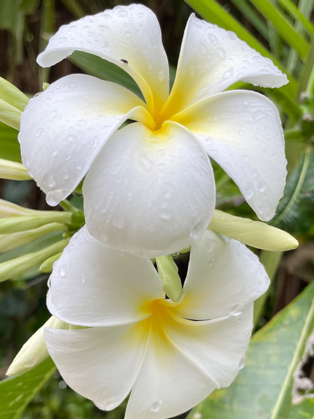Weiße Blüten